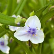 Традесканция группы Андерсониана "Оспрей" (Tradescantia 'Osprey')